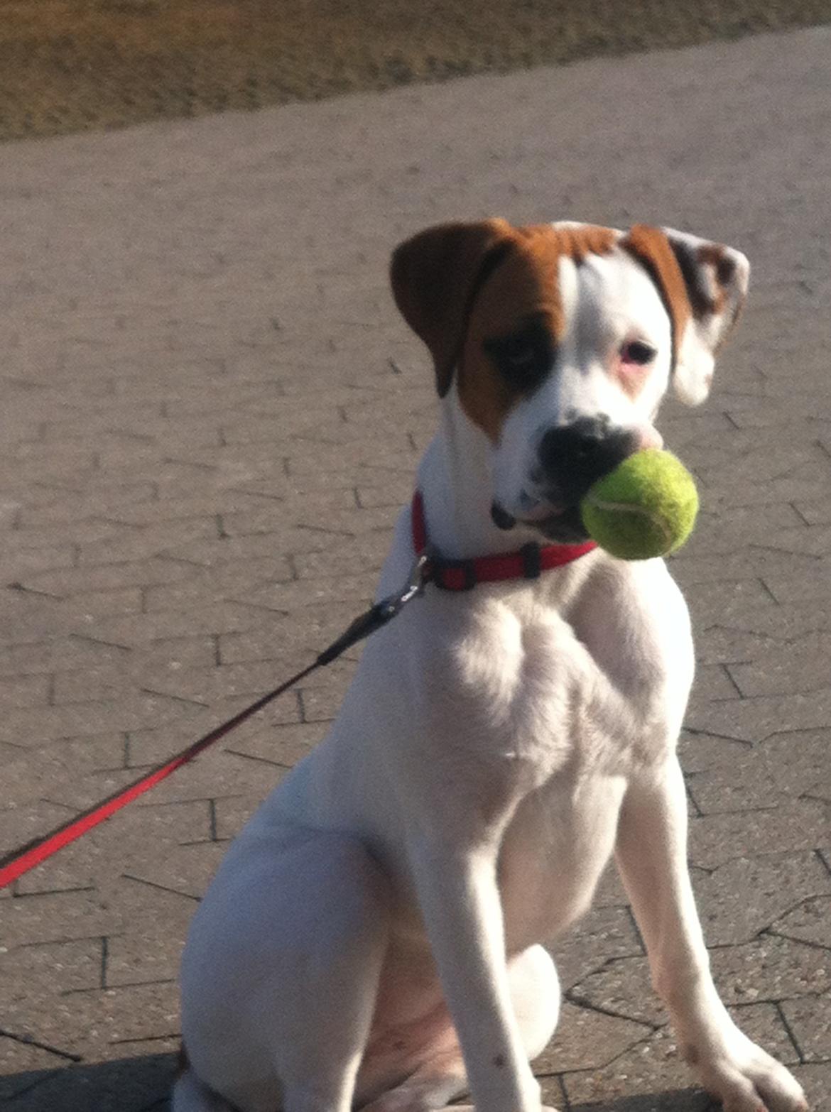 Blanding af racer Ziggi blanding af boxer og rotweiler billede 1