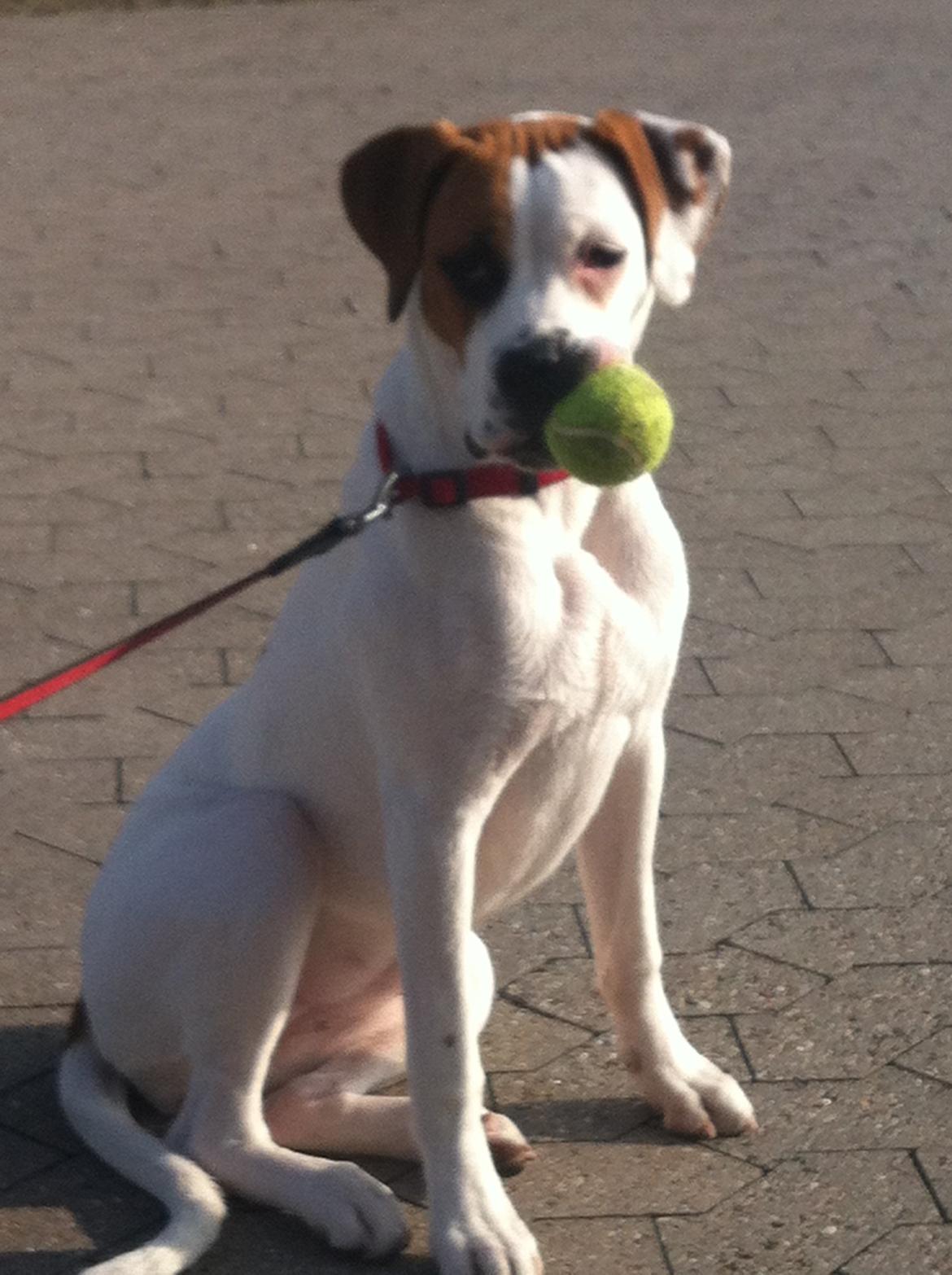 Blanding af racer Ziggi blanding af boxer og rotweiler billede 6