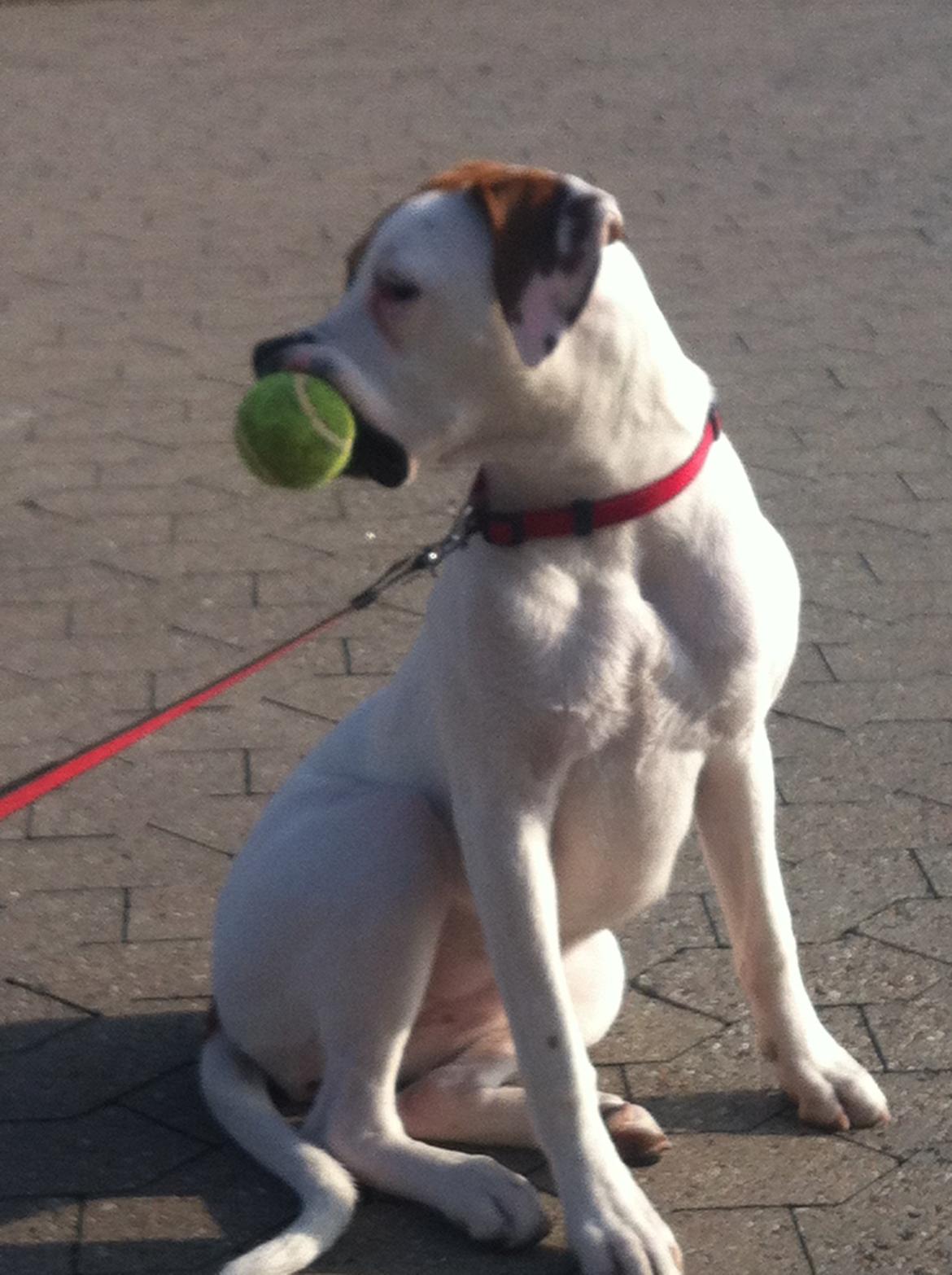 Blanding af racer Ziggi blanding af boxer og rotweiler billede 7