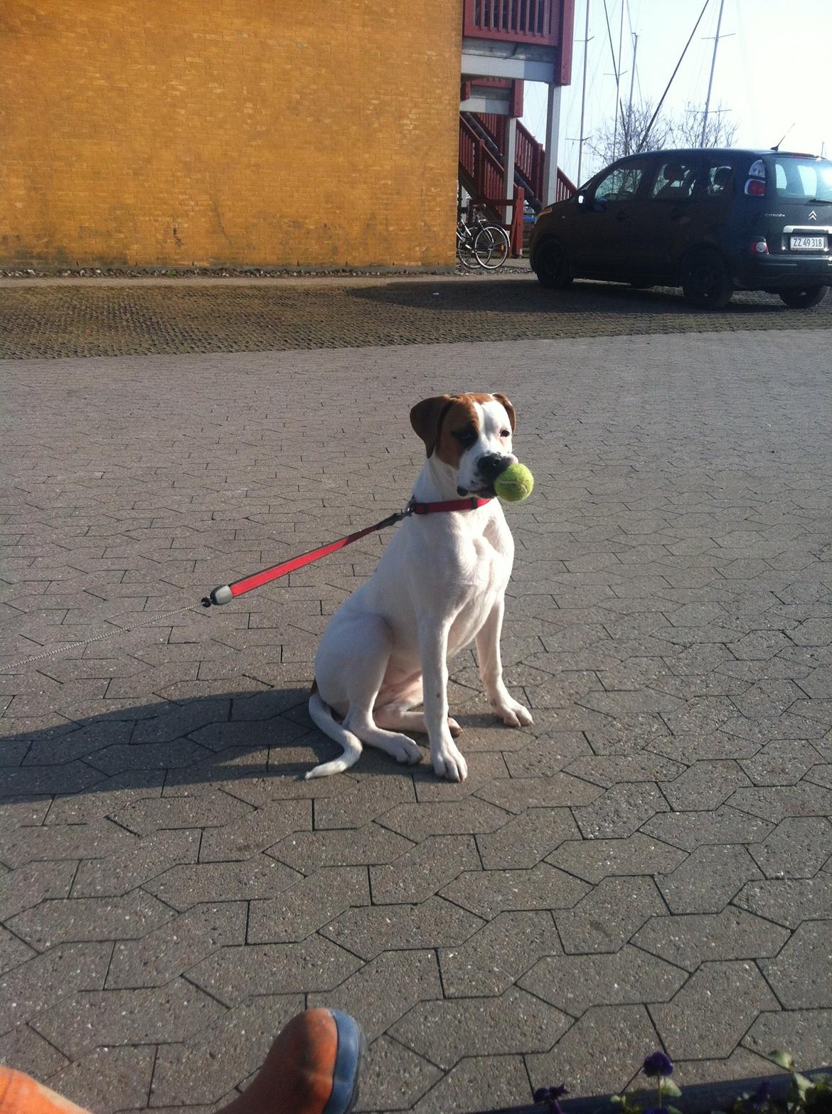 Blanding af racer Ziggi blanding af boxer og rotweiler billede 8