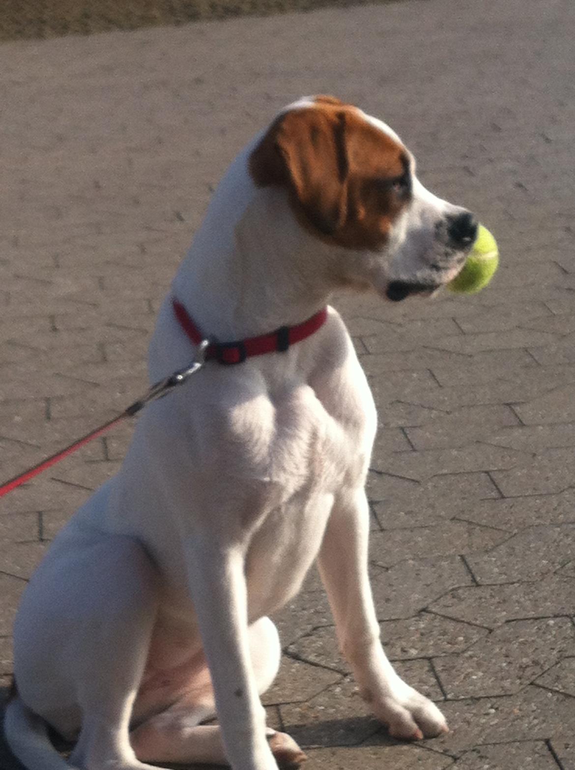 Blanding af racer Ziggi blanding af boxer og rotweiler billede 9