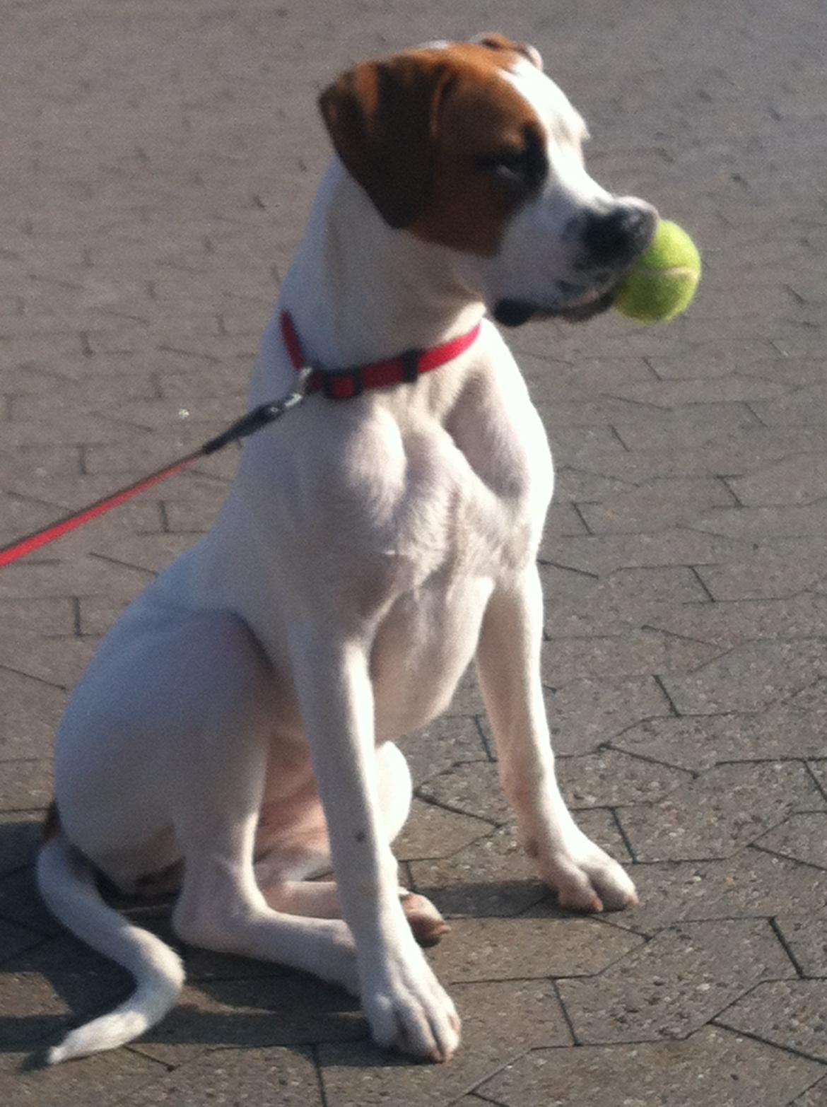 Blanding af racer Ziggi blanding af boxer og rotweiler billede 10