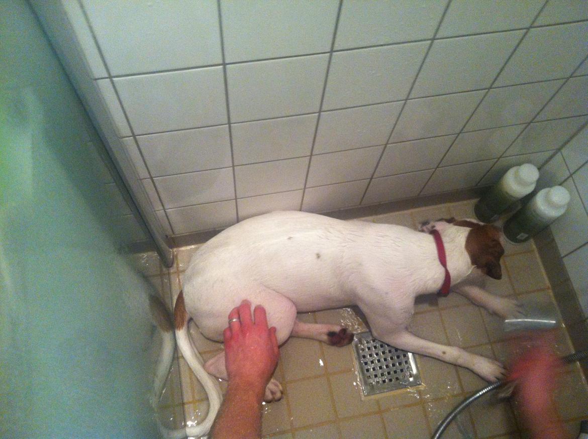 Blanding af racer Ziggi blanding af boxer og rotweiler billede 11