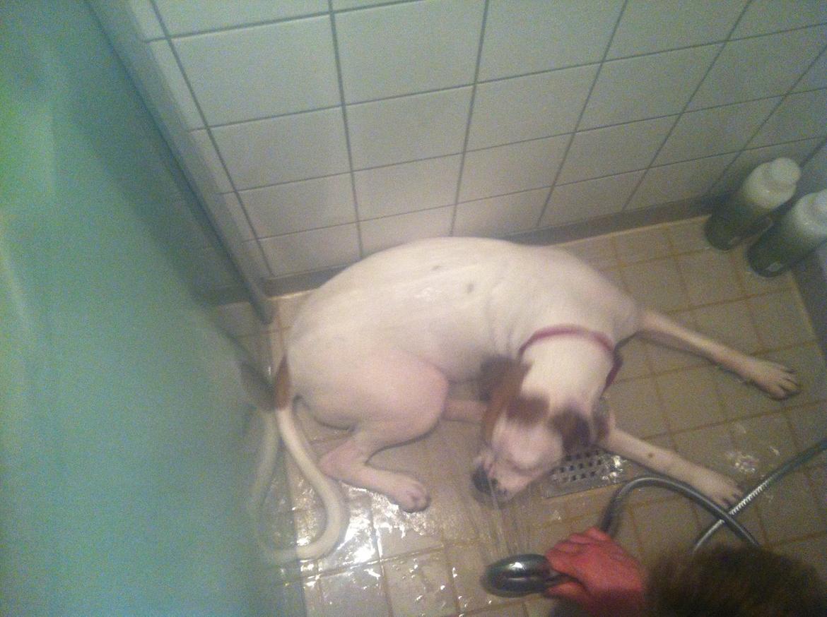 Blanding af racer Ziggi blanding af boxer og rotweiler billede 12