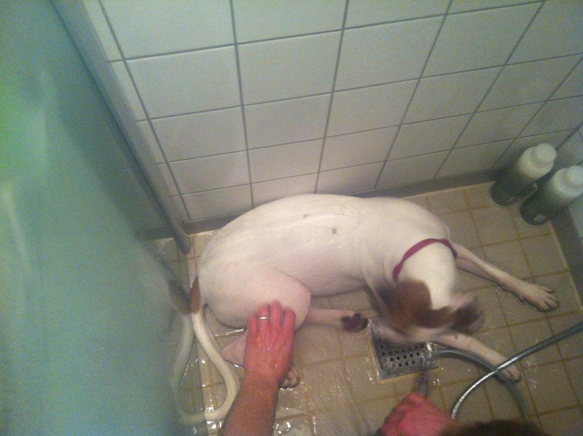 Blanding af racer Ziggi blanding af boxer og rotweiler billede 13