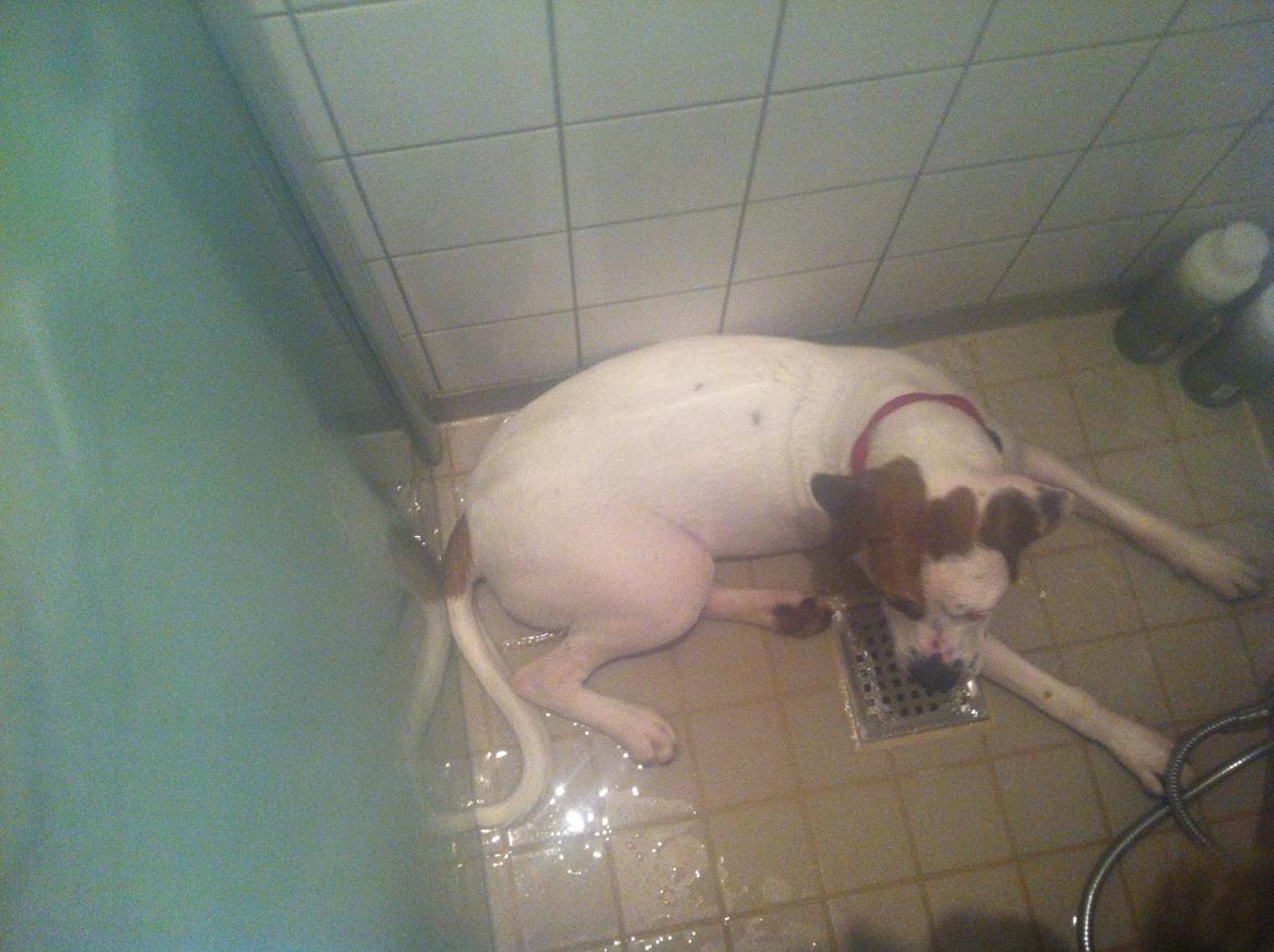 Blanding af racer Ziggi blanding af boxer og rotweiler billede 14