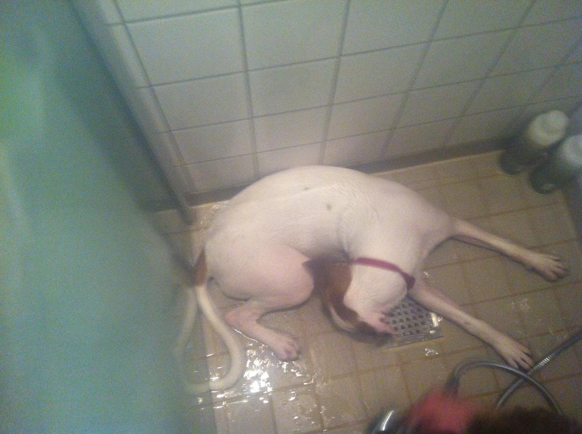 Blanding af racer Ziggi blanding af boxer og rotweiler billede 15