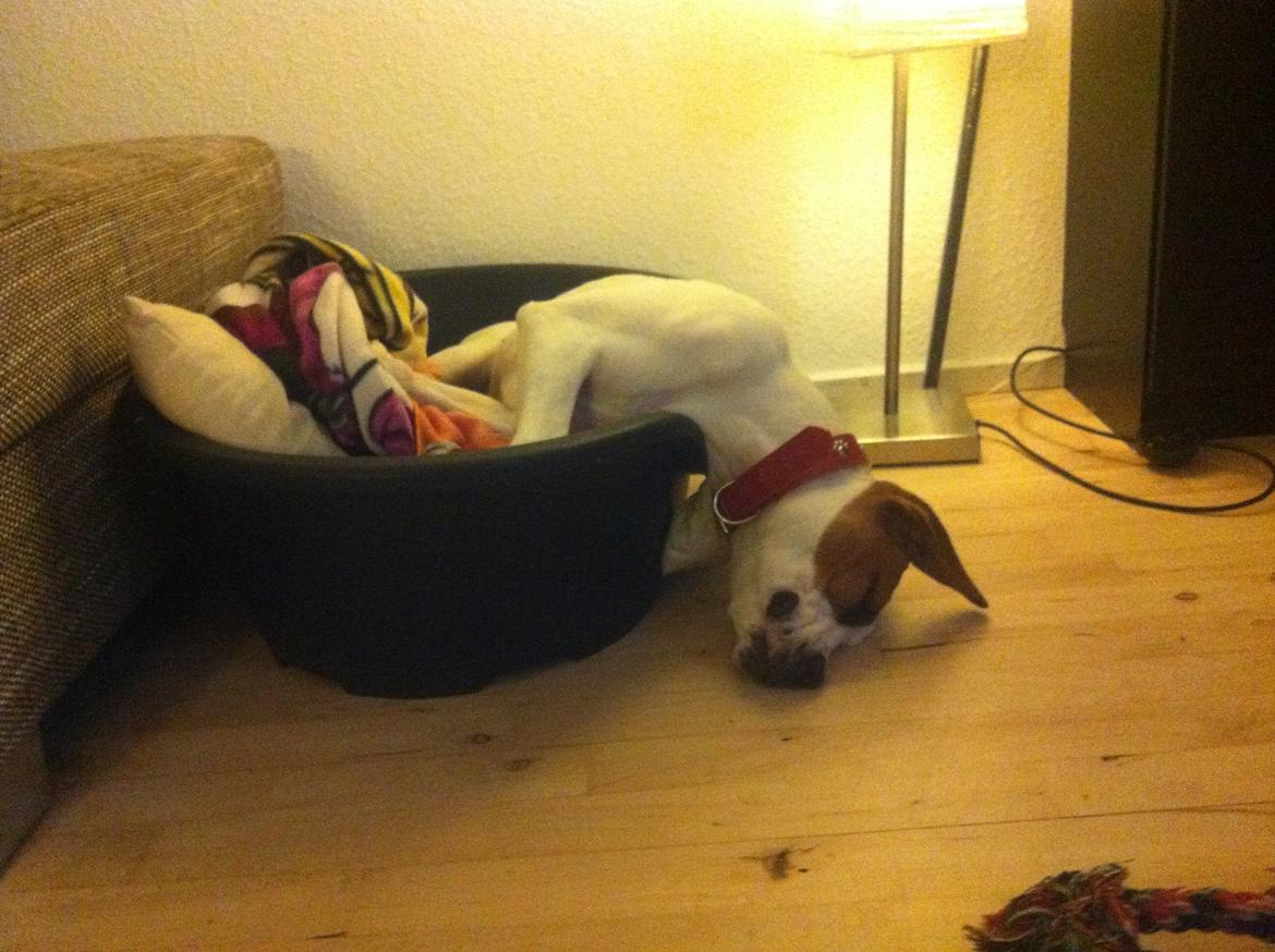 Blanding af racer Ziggi blanding af boxer og rotweiler billede 16