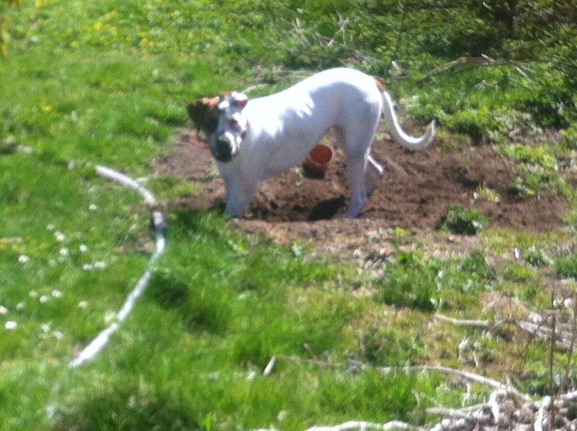 Blanding af racer Ziggi blanding af boxer og rotweiler billede 17