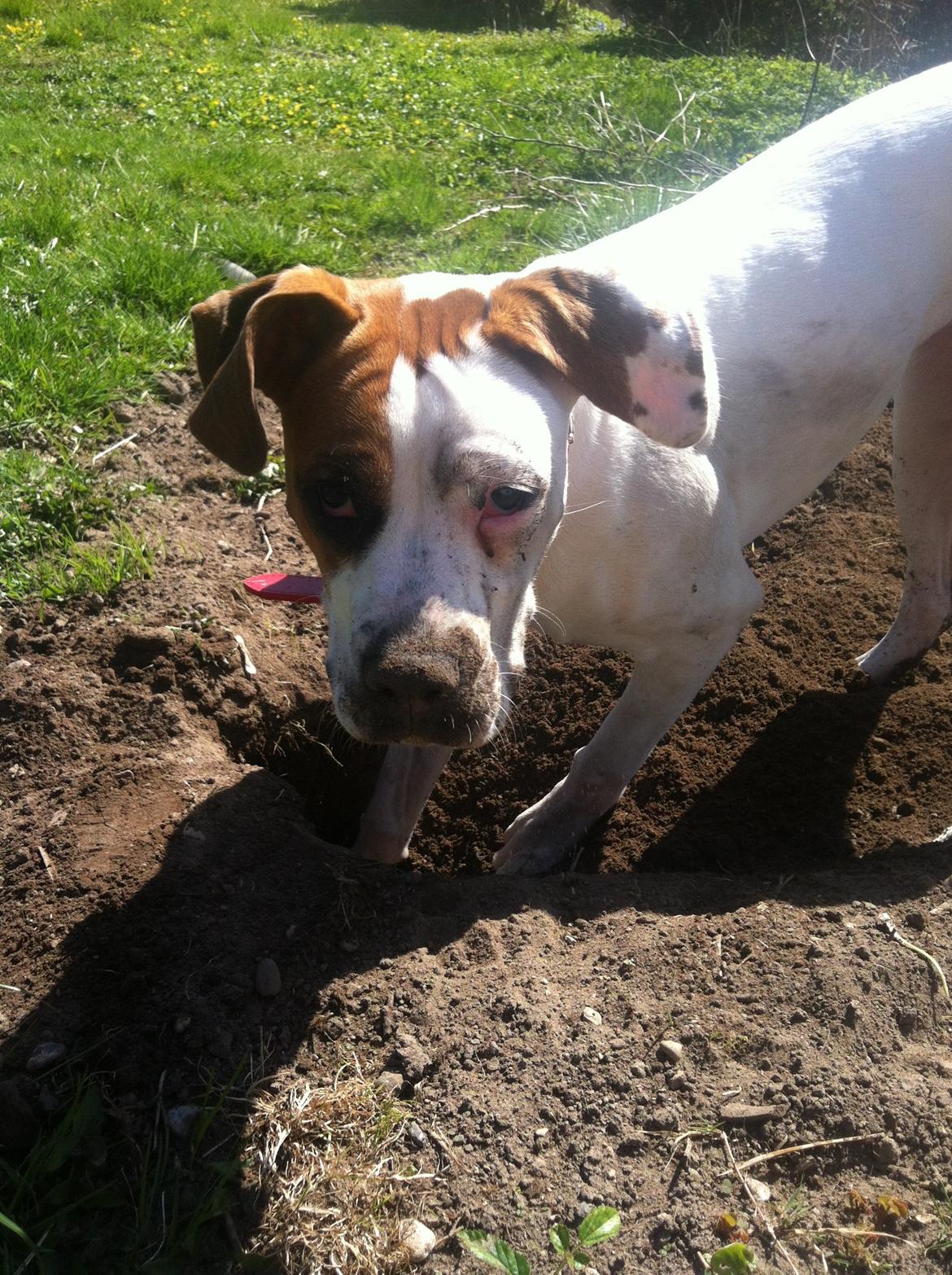 Blanding af racer Ziggi blanding af boxer og rotweiler billede 18