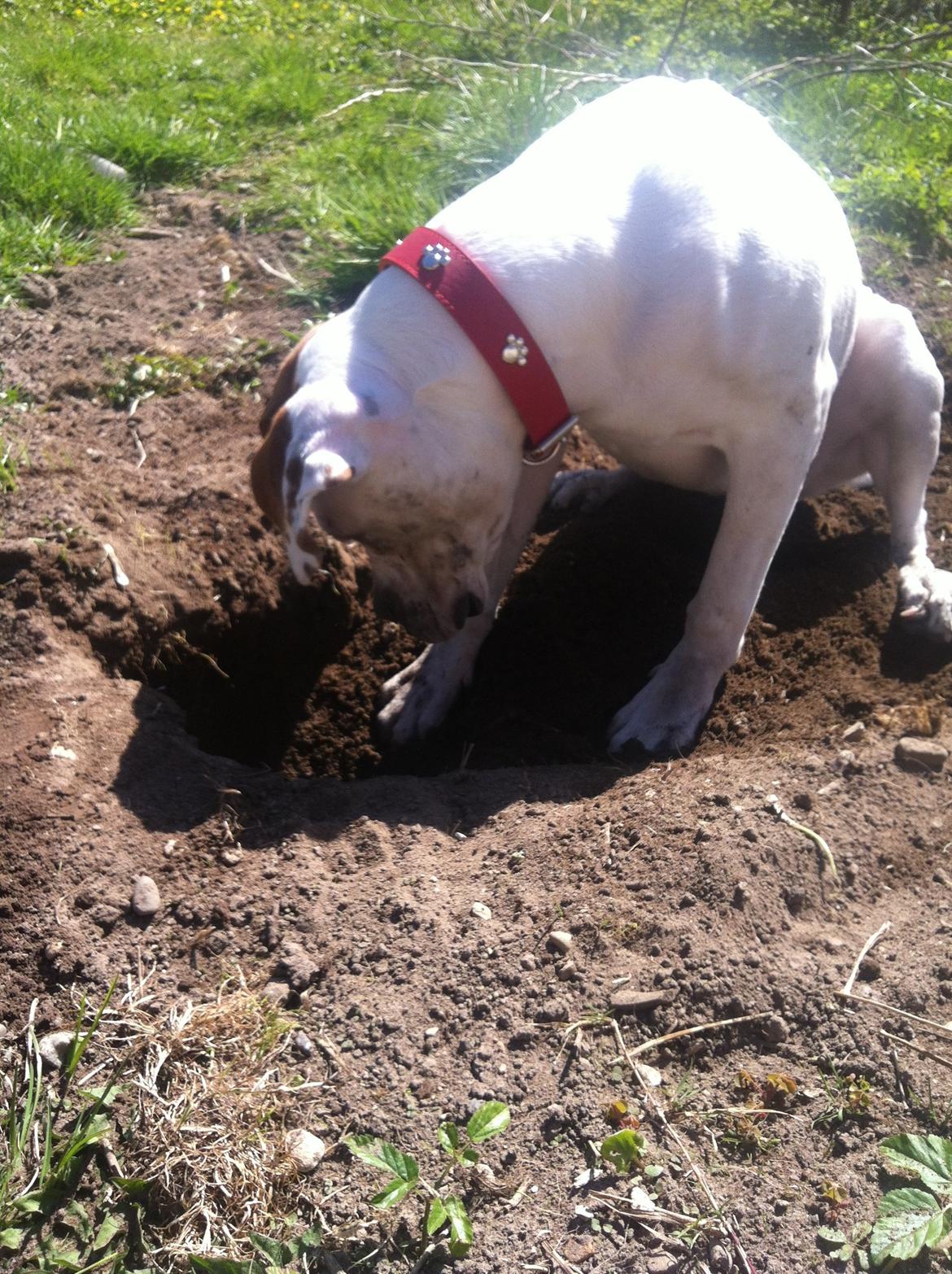 Blanding af racer Ziggi blanding af boxer og rotweiler billede 19
