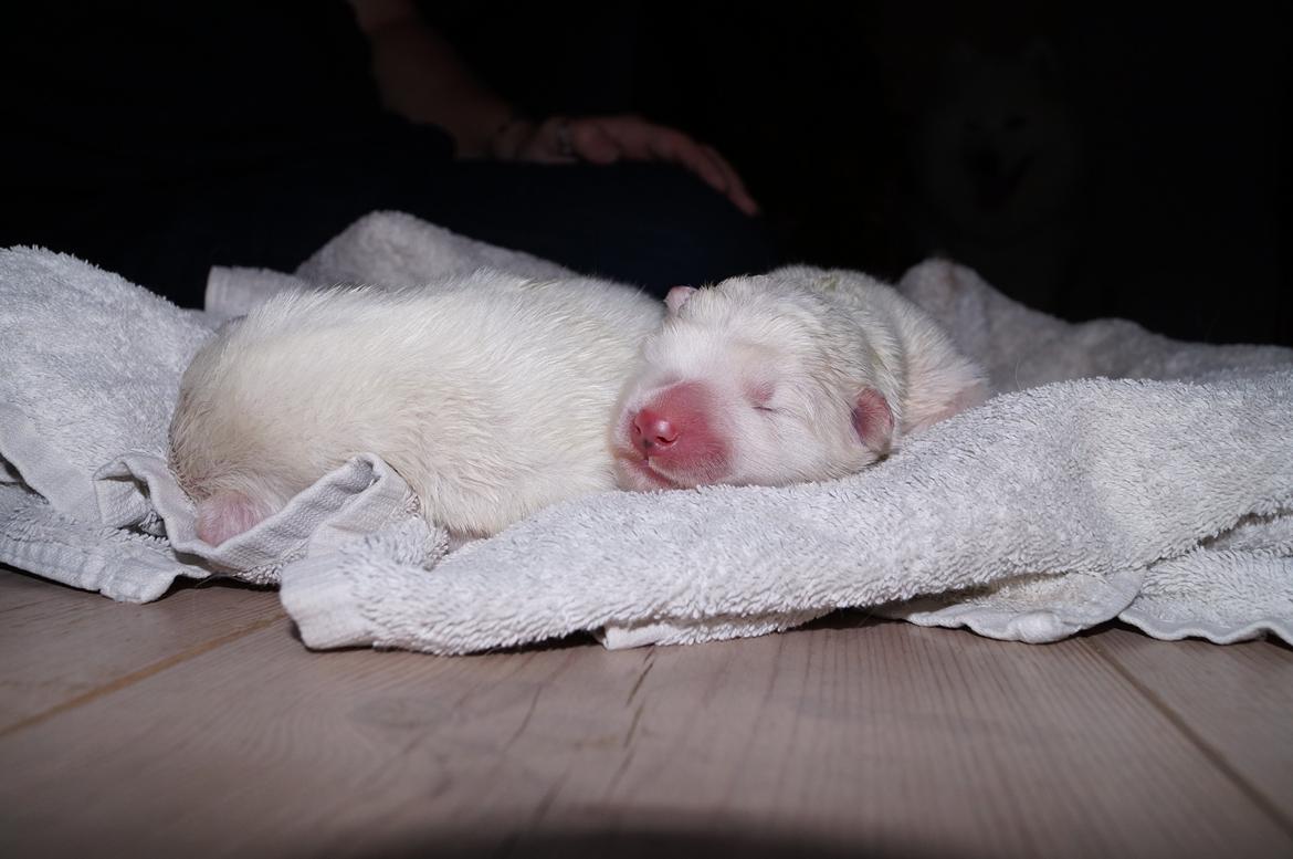 Samojedhund Aya - Her er de små vapser mellem 5-8 timer gamle :) billede 1