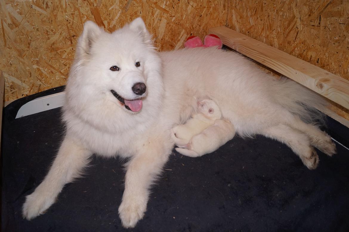 Samojedhund Aya - 5 dage gamle. billede 2