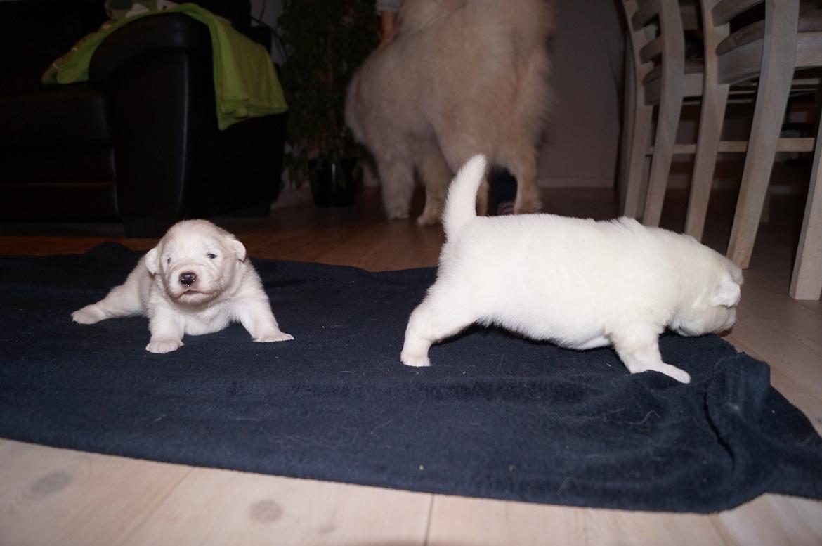 Samojedhund Aya - 2 uger. Vi er dog ikke helt sikrer på benene endnu ;) billede 3