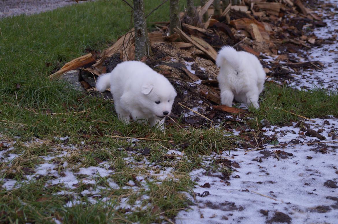 Samojedhund Aya - Her er de 4 uger + 6 dage. Det var første gang de var  med en tur i haven :) billede 5