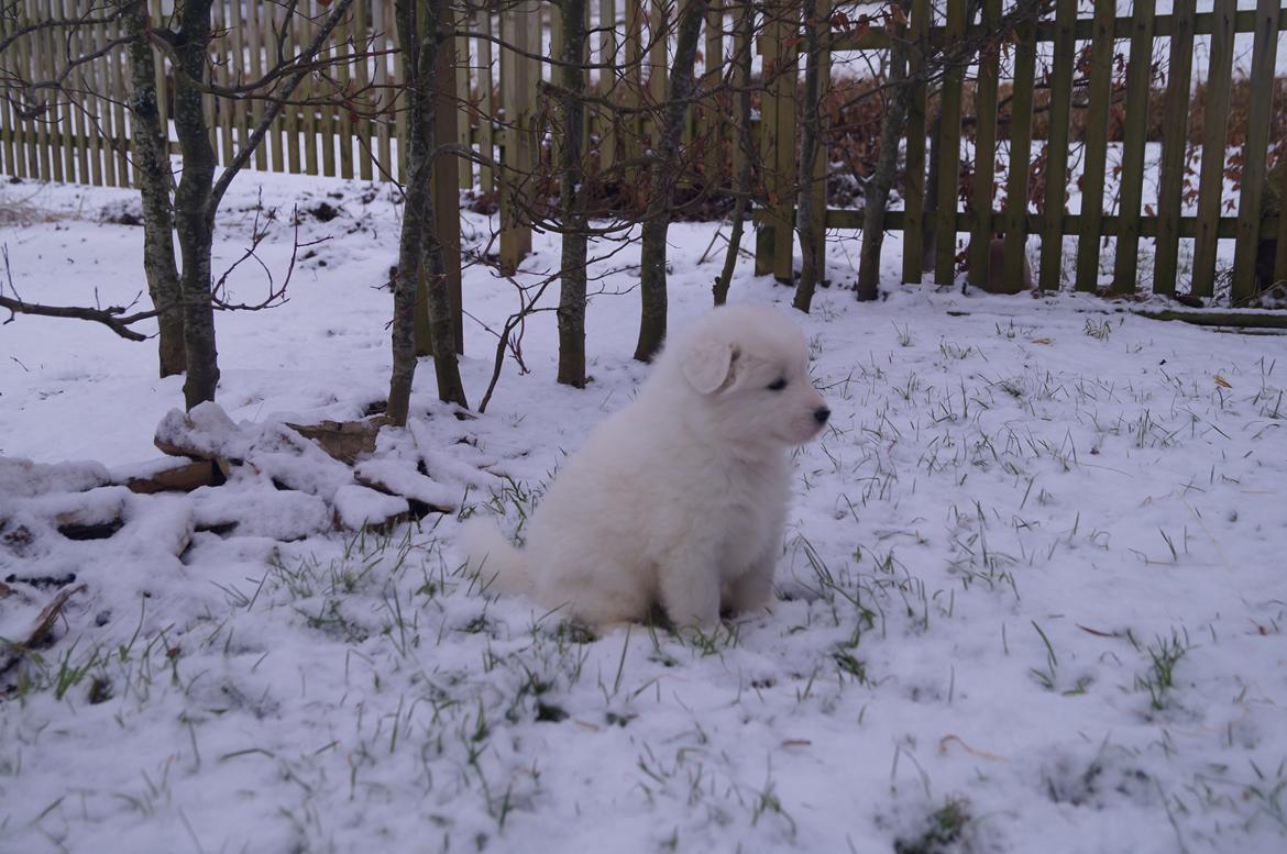 Samojedhund Aya - 5 uger.  billede 6