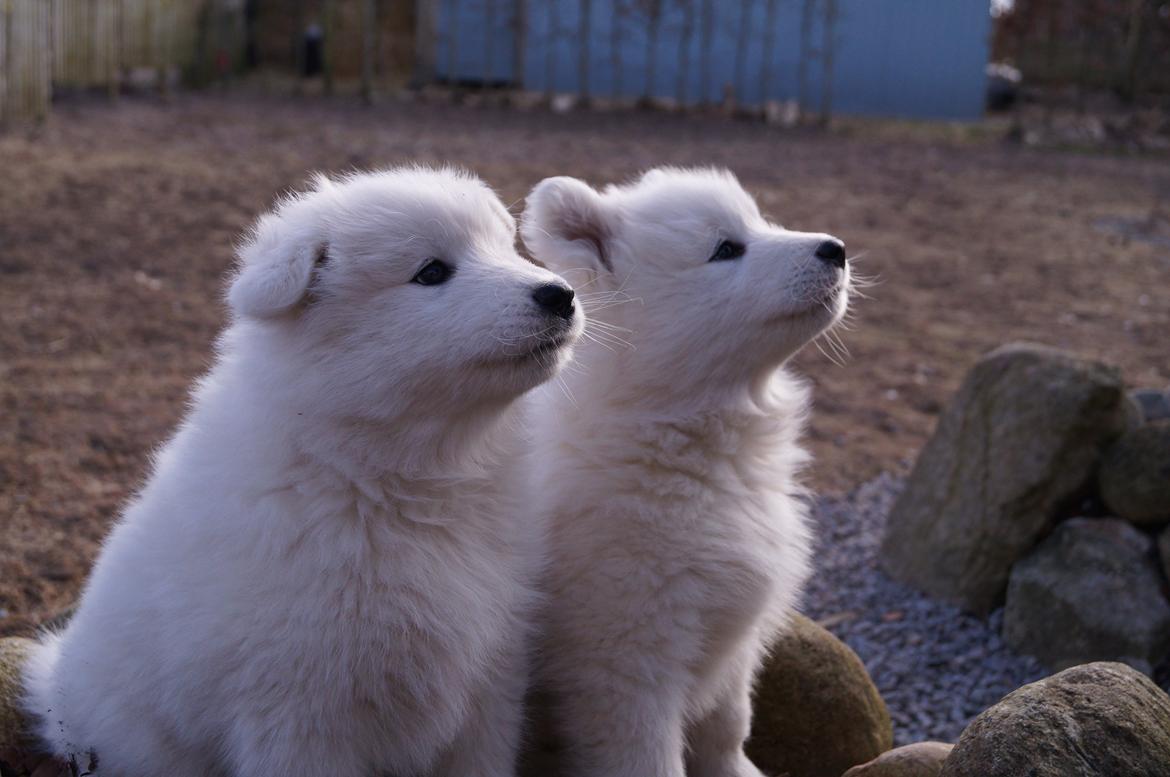 Samojedhund Aya - 7 uger + 2 dage. Aya til venstre billede 9