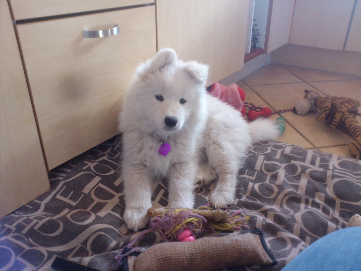 Samojedhund Aya - ca. 10 uger billede 11