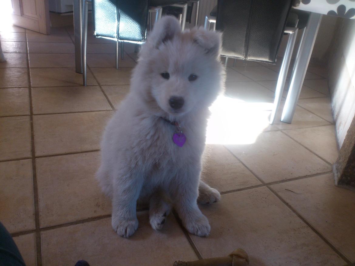 Samojedhund Aya - ca. 10 uger
 billede 12