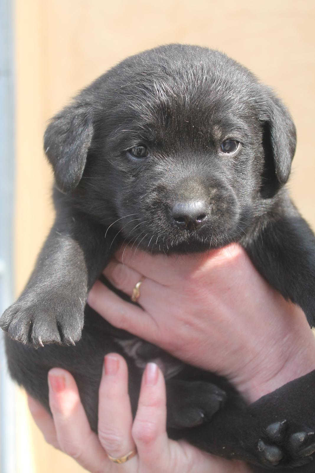 Labrador retriever | Hugo billede 3