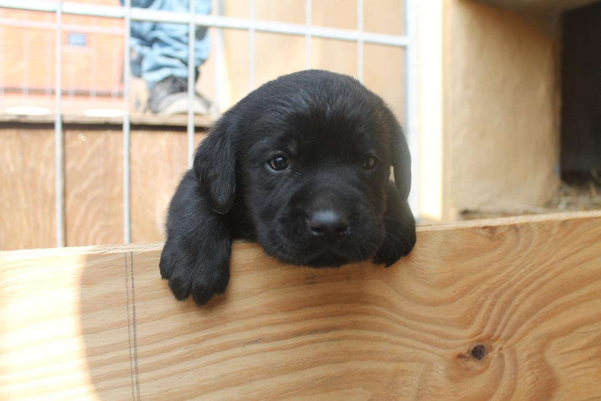 Labrador retriever | Hugo billede 4