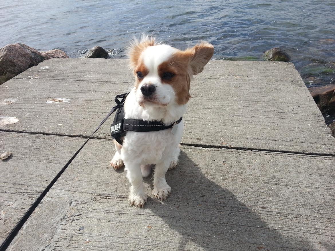 Cavalier king charles spaniel Kasmiers Fonci billede 14