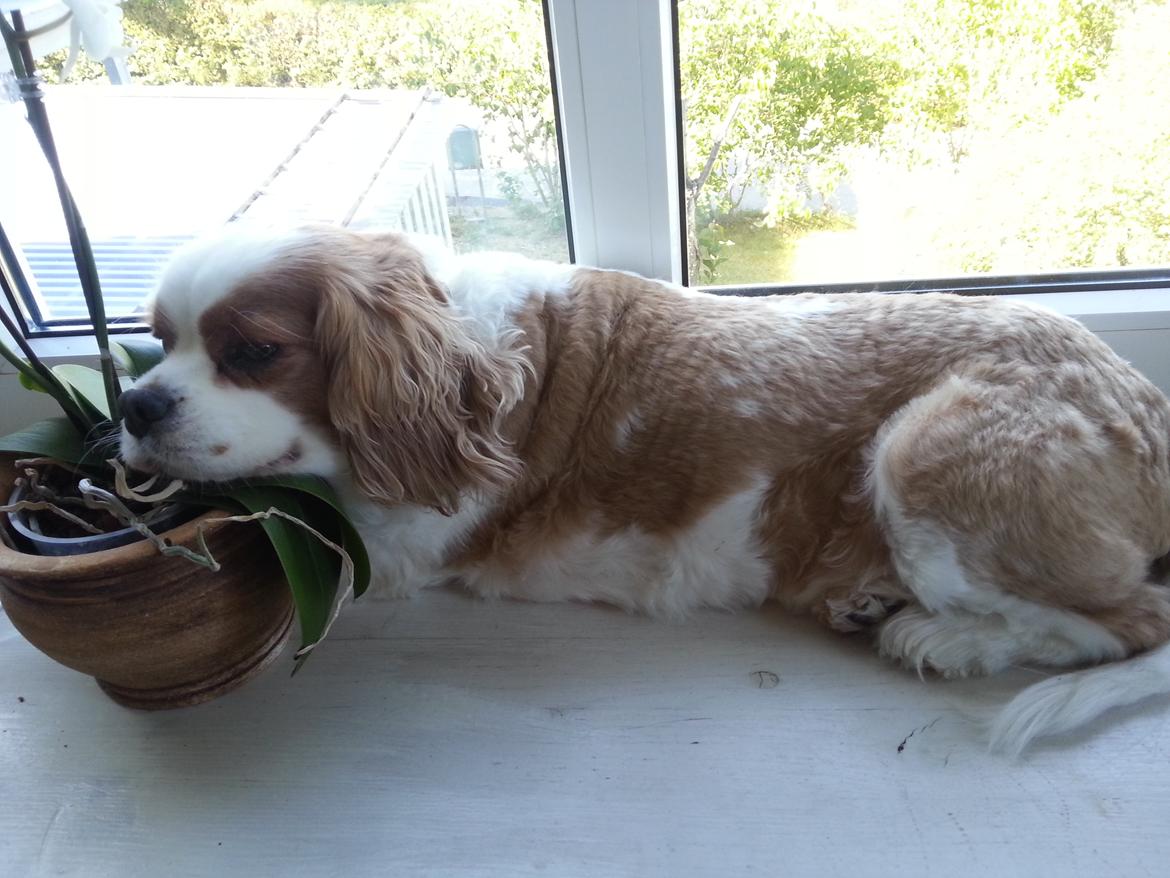 Cavalier king charles spaniel Kasmiers Fonci billede 15