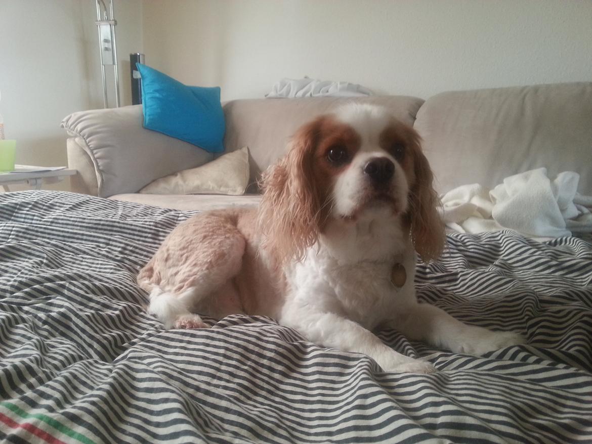 Cavalier king charles spaniel Kasmiers Fonci billede 16