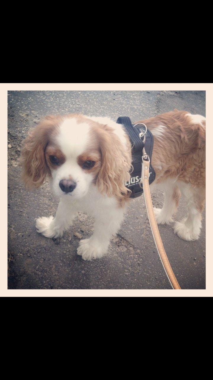 Cavalier king charles spaniel Kasmiers Fonci billede 17