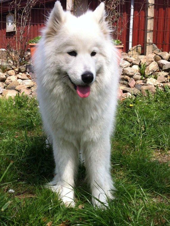 Samojedhund Isa billede 1
