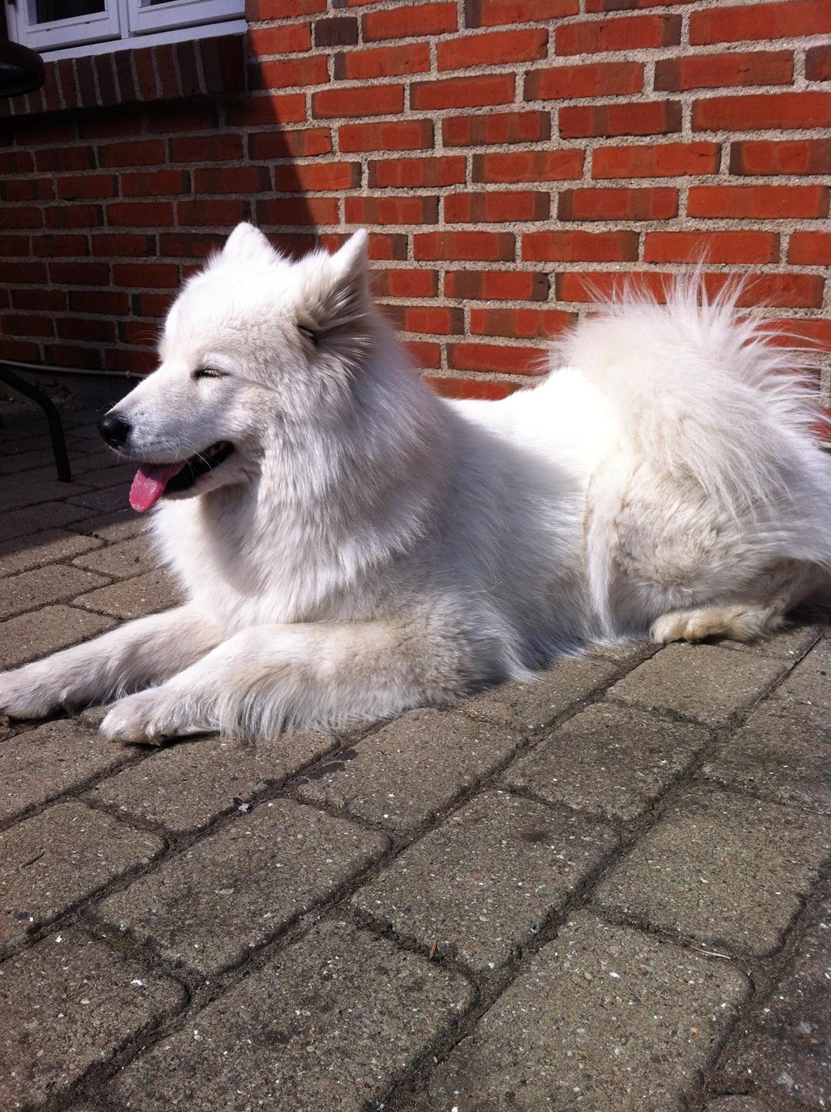 Samojedhund Isa billede 2