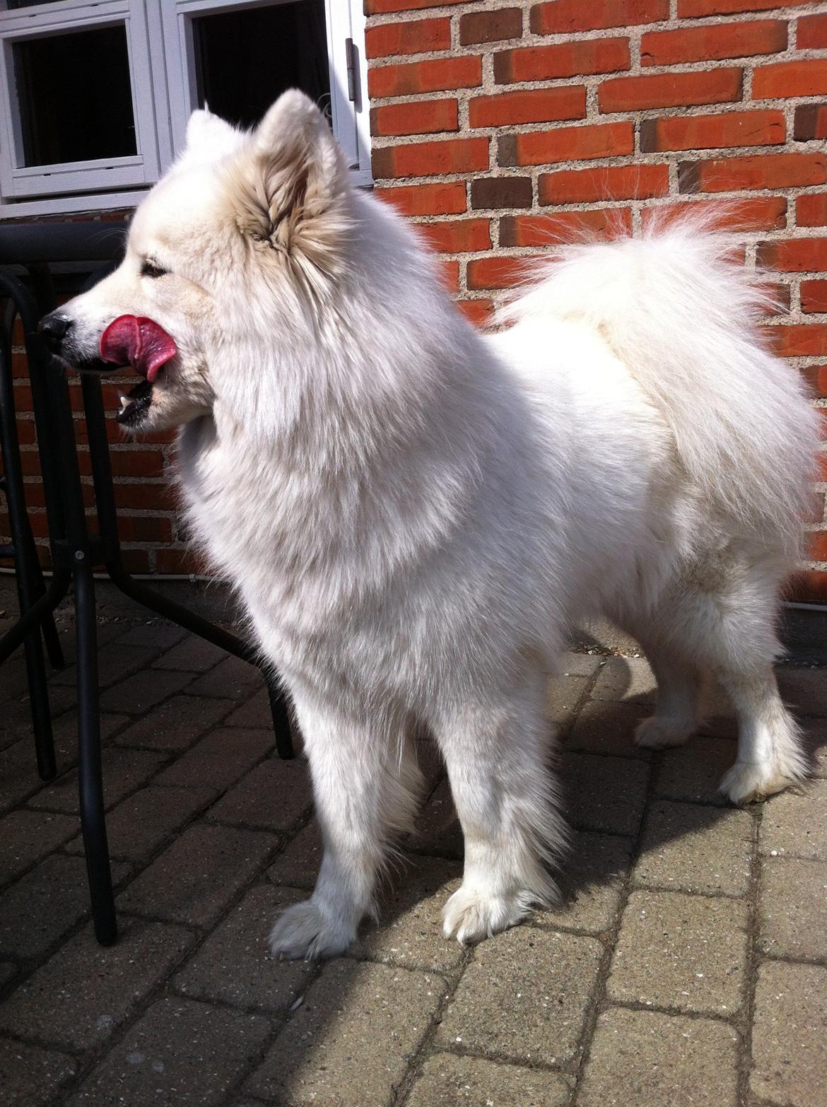 Samojedhund Isa billede 3