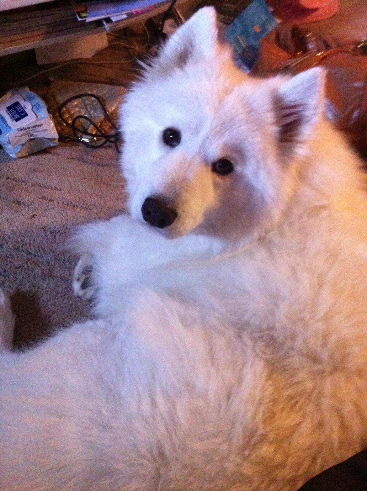 Samojedhund Isa billede 4