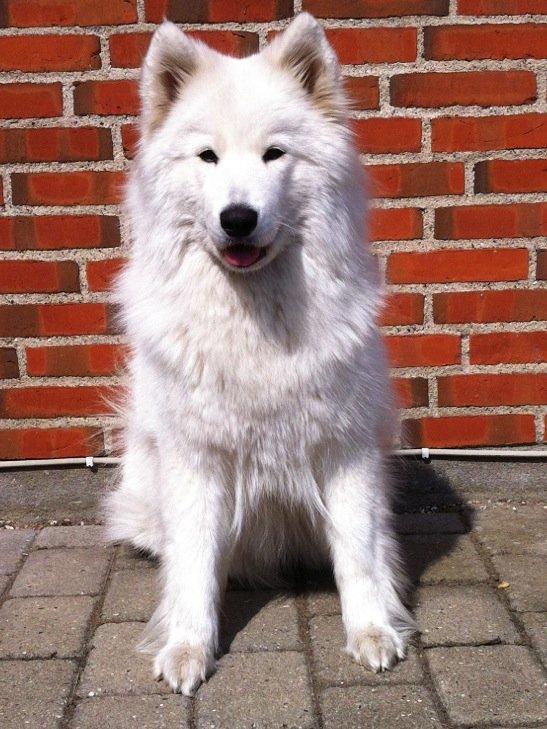 Samojedhund Isa billede 5