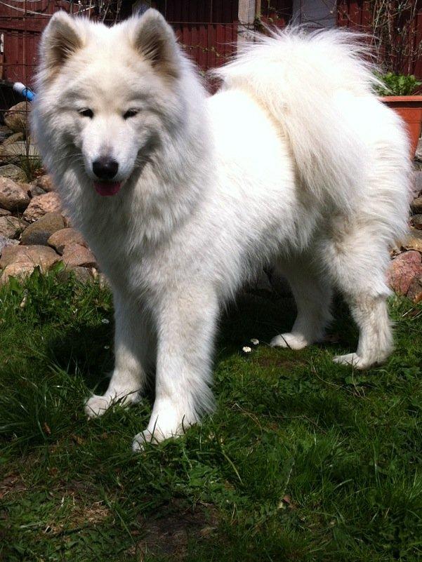 Samojedhund Isa billede 6