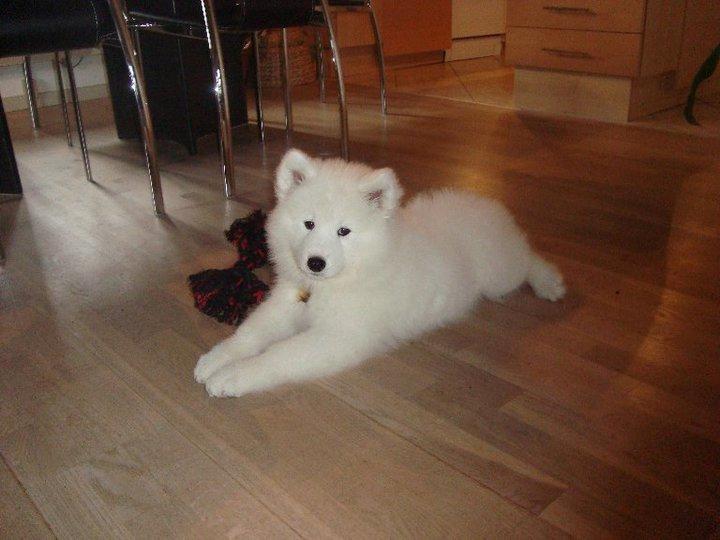 Samojedhund Isa billede 7