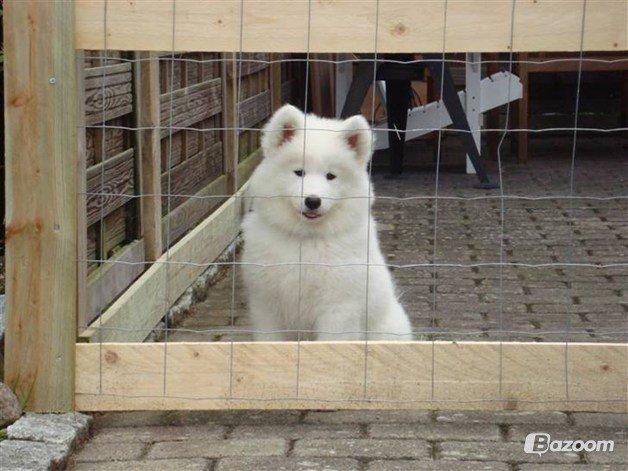 Samojedhund Isa billede 8