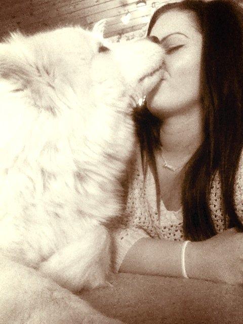 Samojedhund Isa billede 9