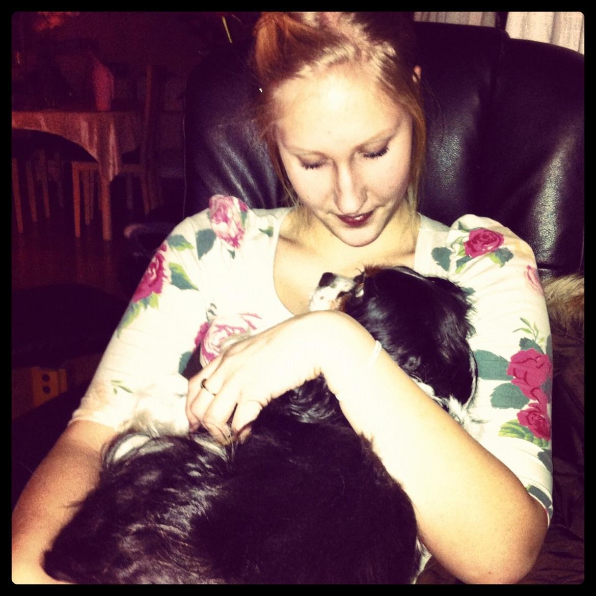 Cavalier king charles spaniel Birkedal's Charlie billede 3