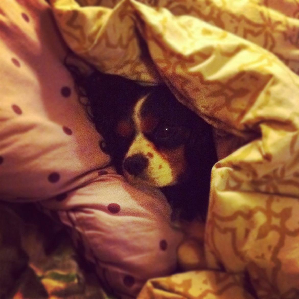 Cavalier king charles spaniel Birkedal's Charlie billede 4