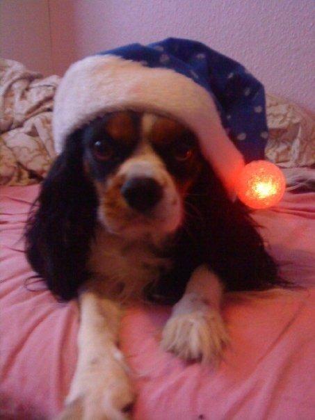 Cavalier king charles spaniel Birkedal's Charlie billede 5