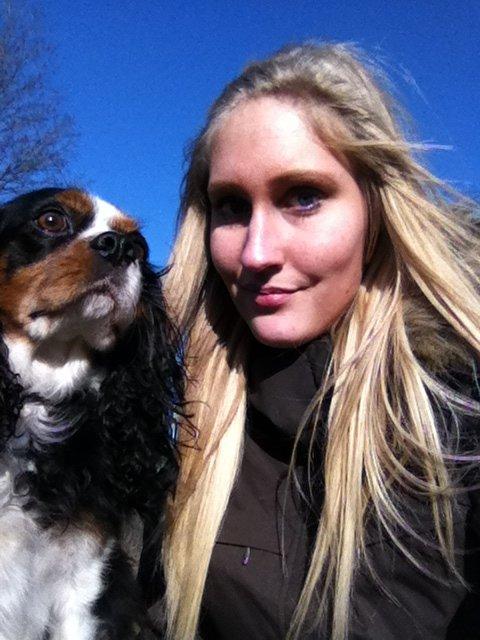 Cavalier king charles spaniel Birkedal's Charlie billede 6