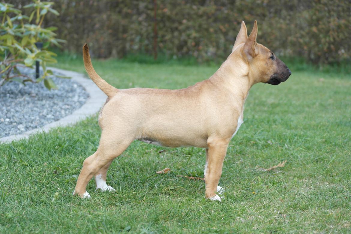 Bullterrier miniature Bullcreeks A Taste Of Honey 'Abby' billede 10