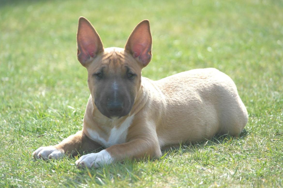 Bullterrier miniature Bullcreeks A Taste Of Honey 'Abby' billede 11