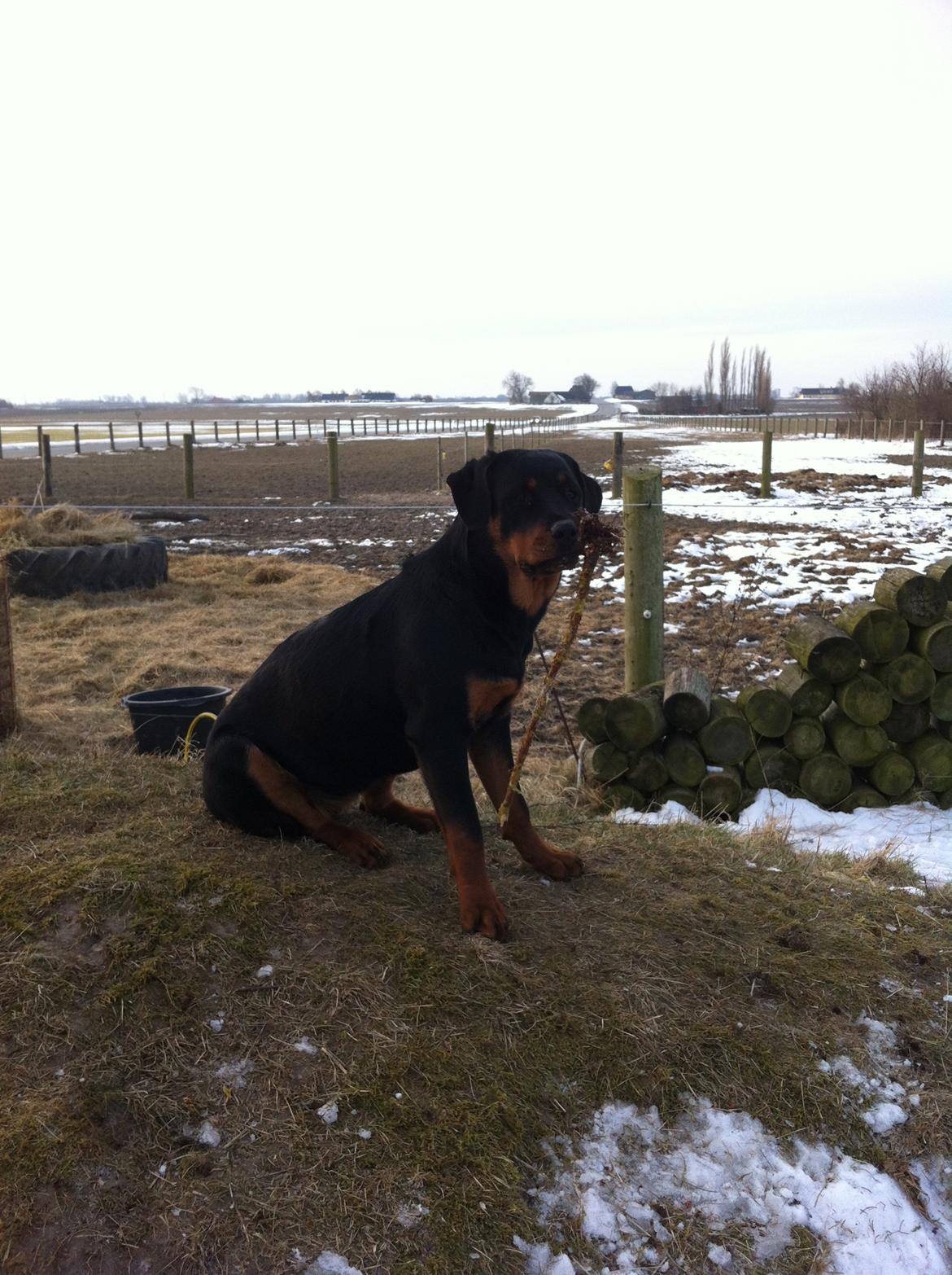 Rottweiler Nika billede 6