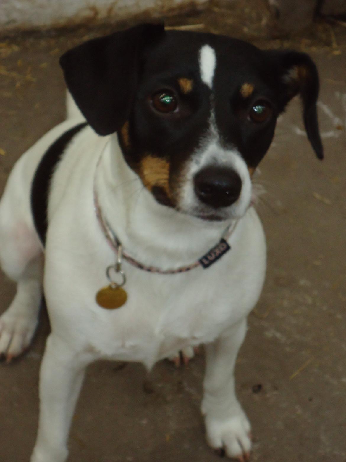 Dansk svensk gaardhund Bodil Kær billede 6