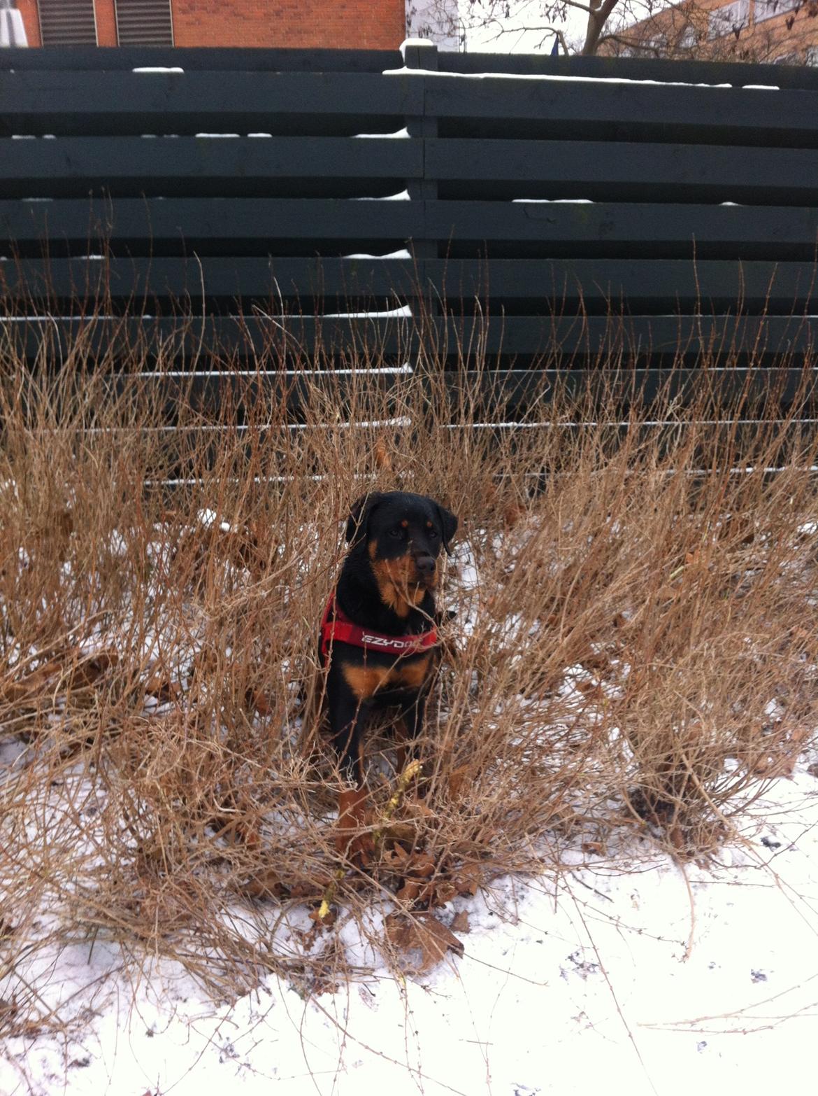 Rottweiler Nika billede 7