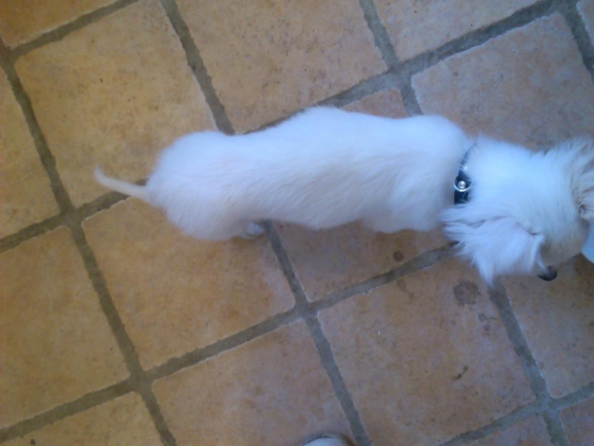 Chihuahua Zip billede 8