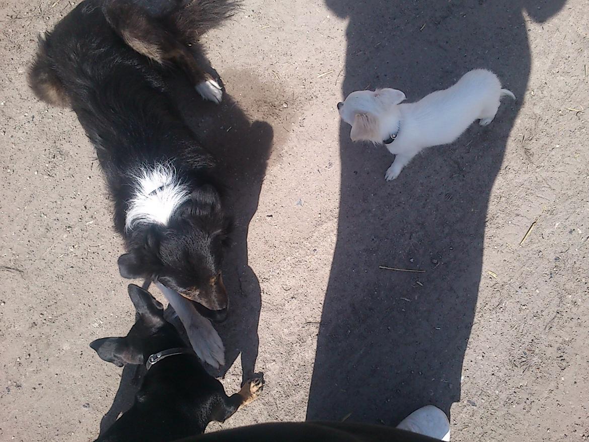 Chihuahua Zip billede 9