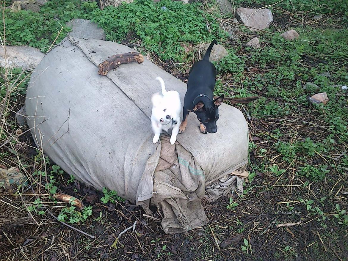 Chihuahua Zip billede 7